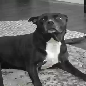 /images/pets/original/2183610_71010_IMG_20250620_184544 (1).webp